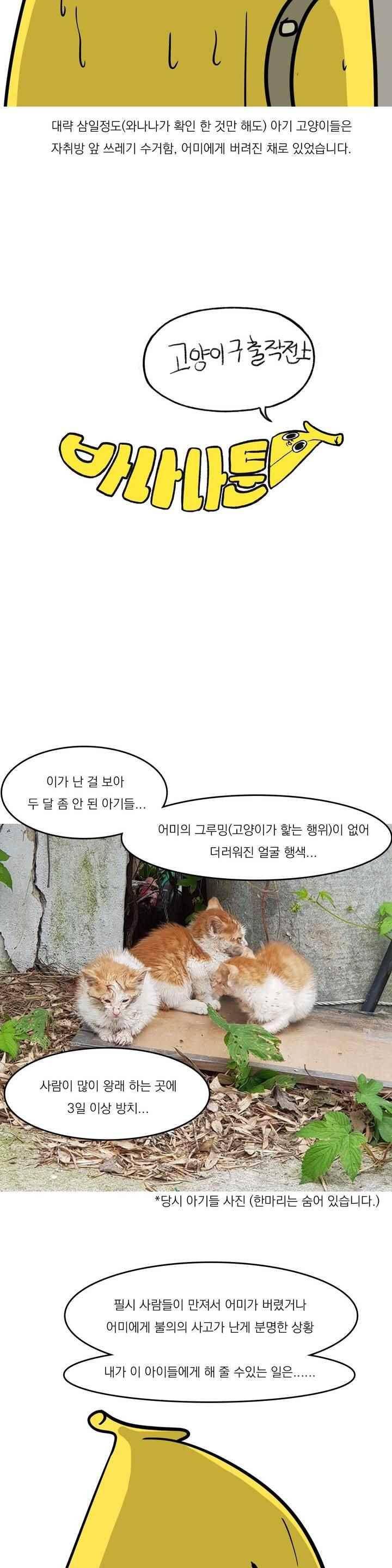 바나나툰 43화 6
