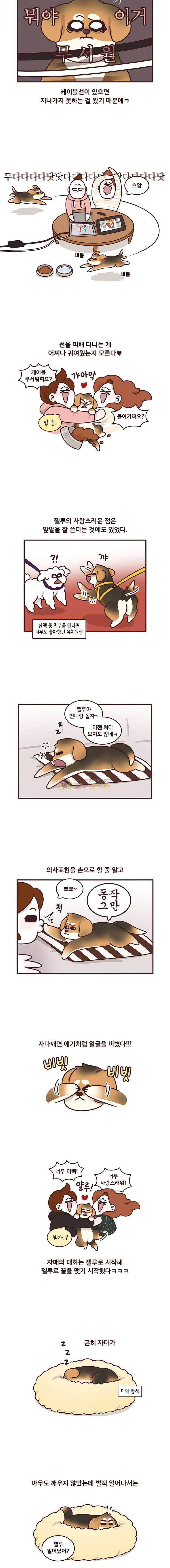 과격자매단 146화 - 젤루가 젤루 2