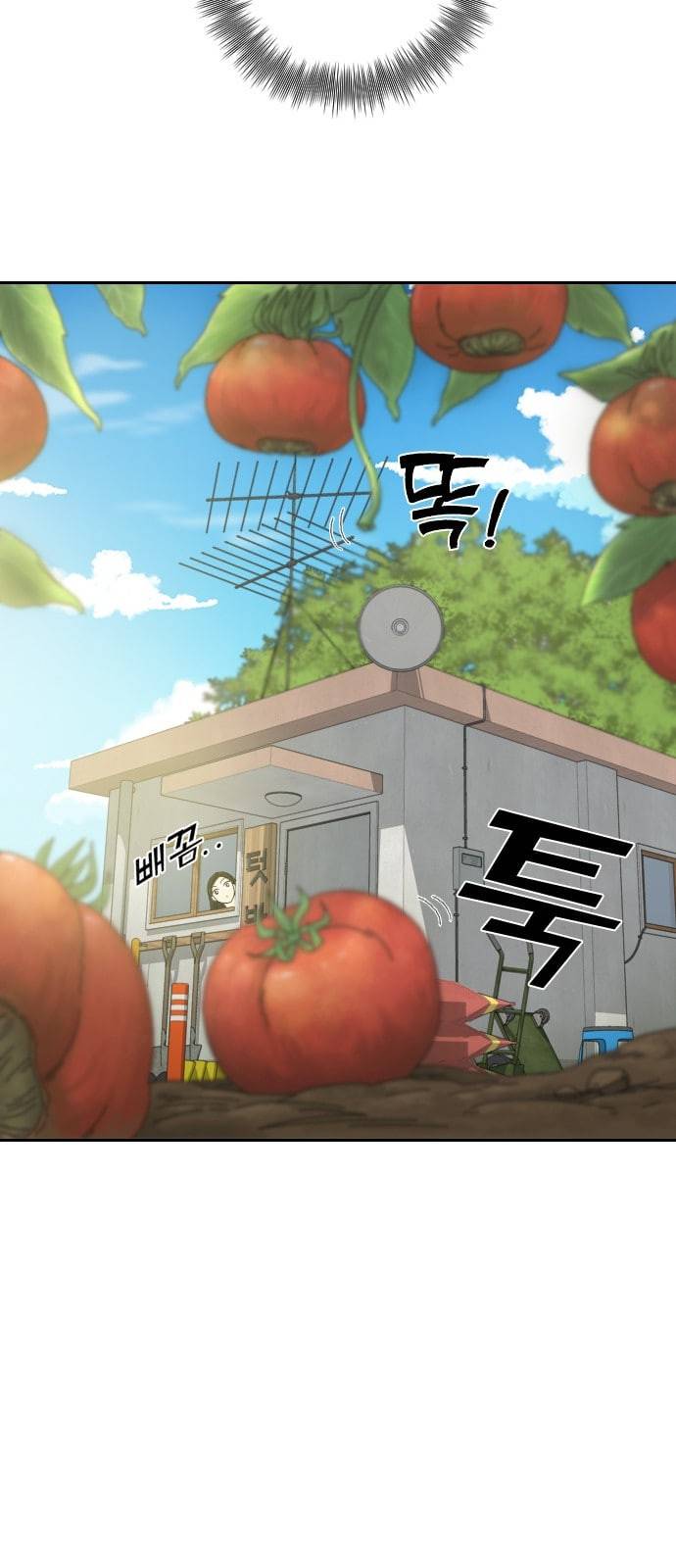 텃밭부 사건일지 6화 핏방울 같은 토마토가 뚝뚝 1 13