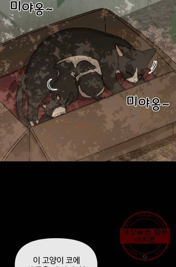 우리집 고양이는 베지테리언 태준과 탱고의 첫 만남 26
