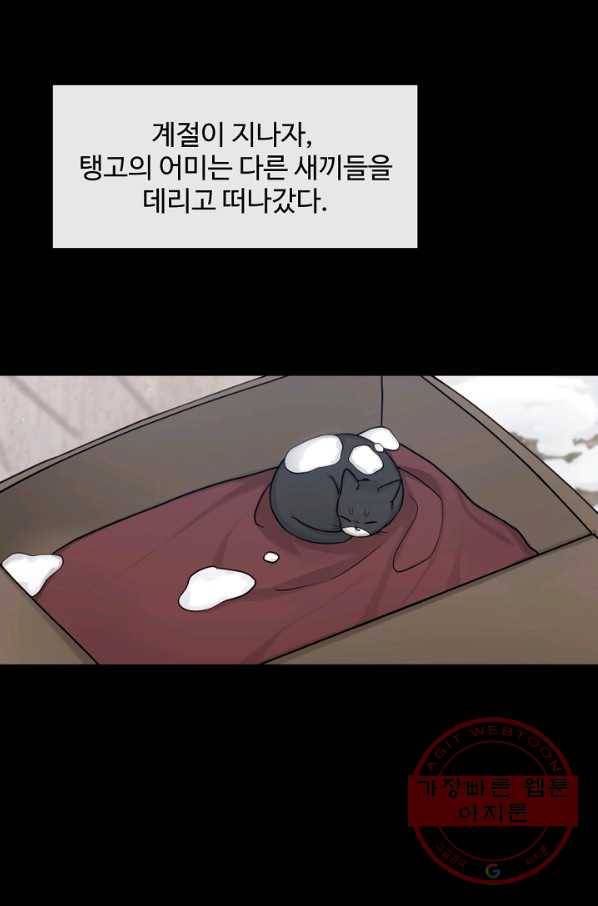 우리집 고양이는 베지테리언 태준과 탱고의 첫 만남 28