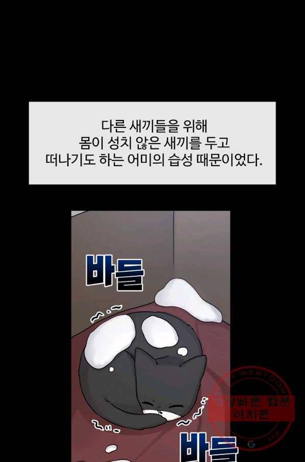 우리집 고양이는 베지테리언 태준과 탱고의 첫 만남 29