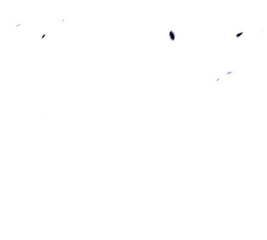 트럼프 126화 31