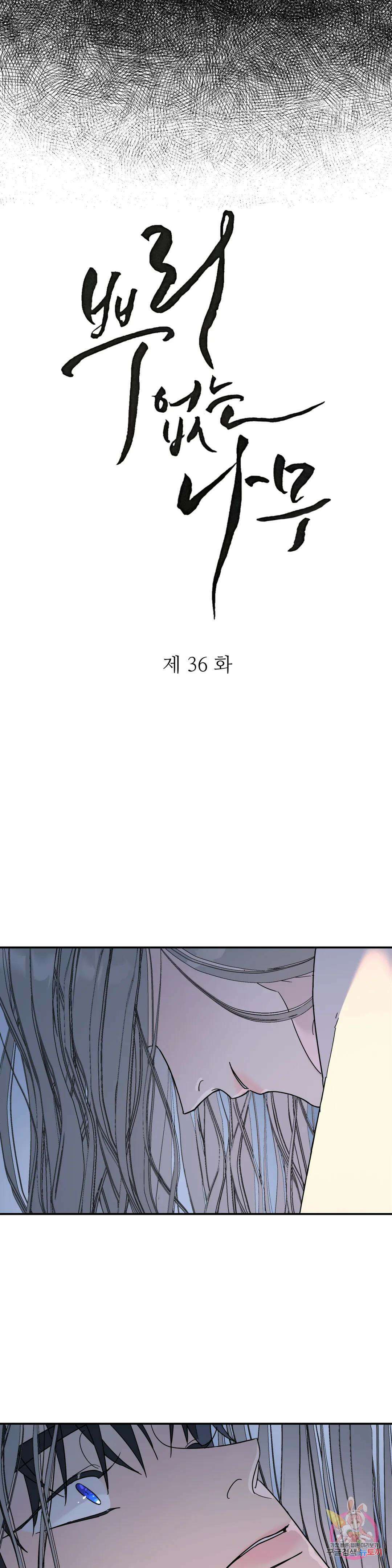 뿌리 없는 나무 36화 9
