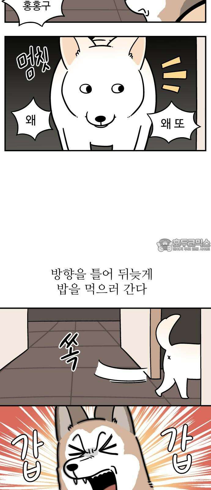 노곤하개 쇼츠 산책 나가기 전 6