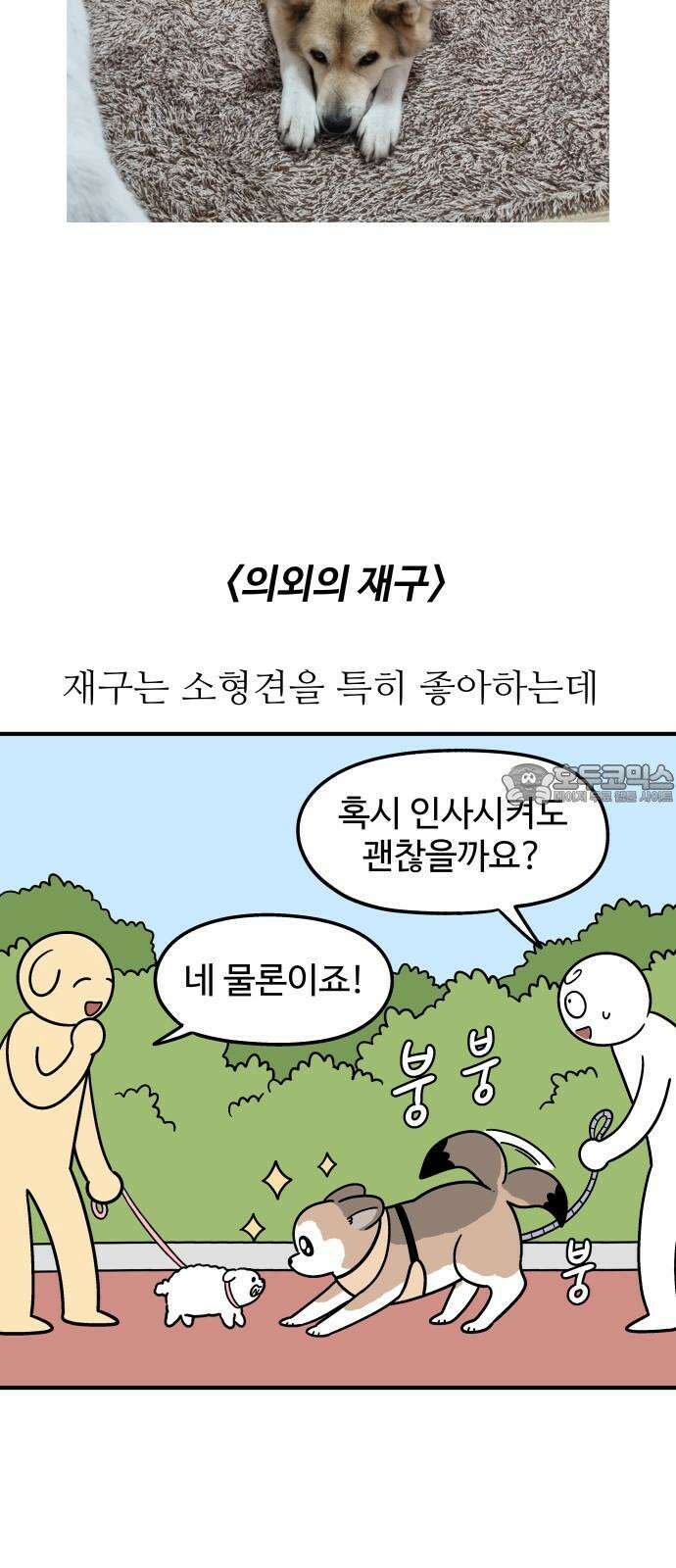 노곤하개 쇼츠 산책 나가기 전 15