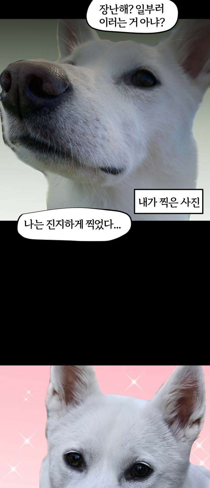 개집사 47화: 마이너스의 손 19