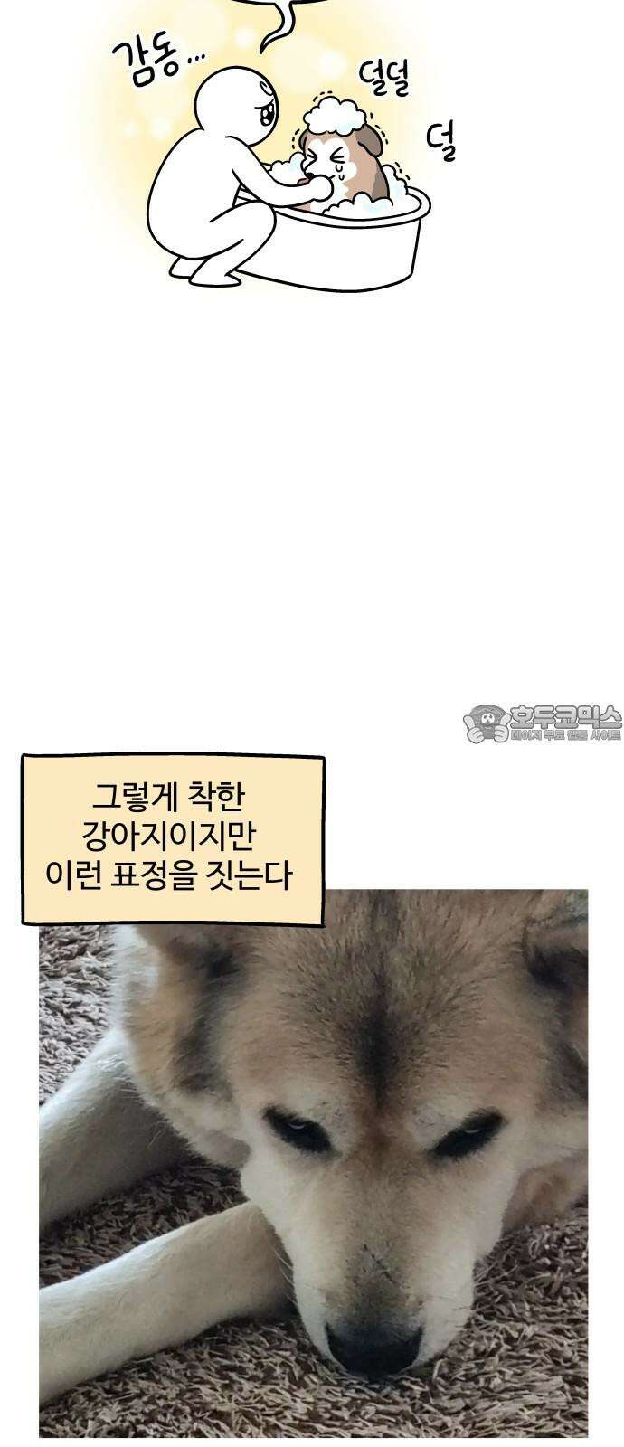 노곤하개 쇼츠 착한 강아지 6