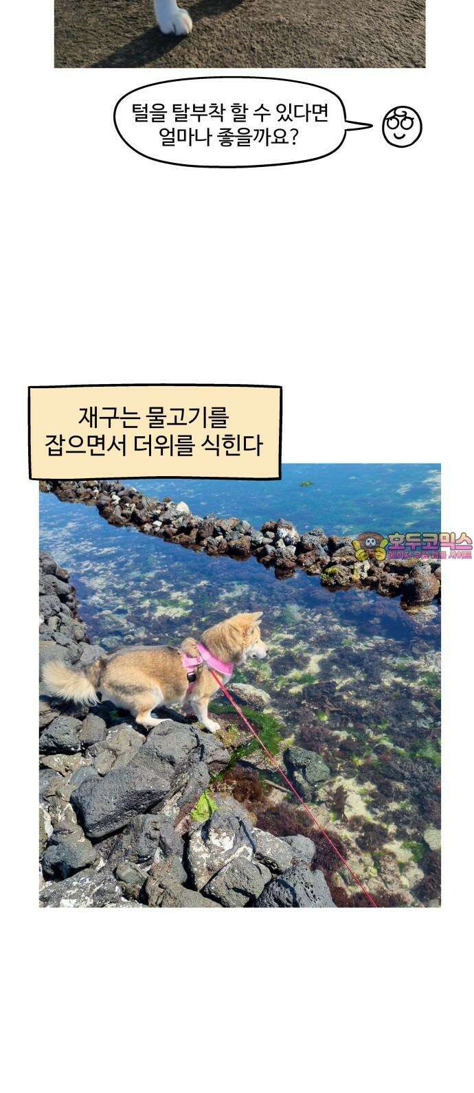 노곤하개 쇼츠 착한 강아지 15