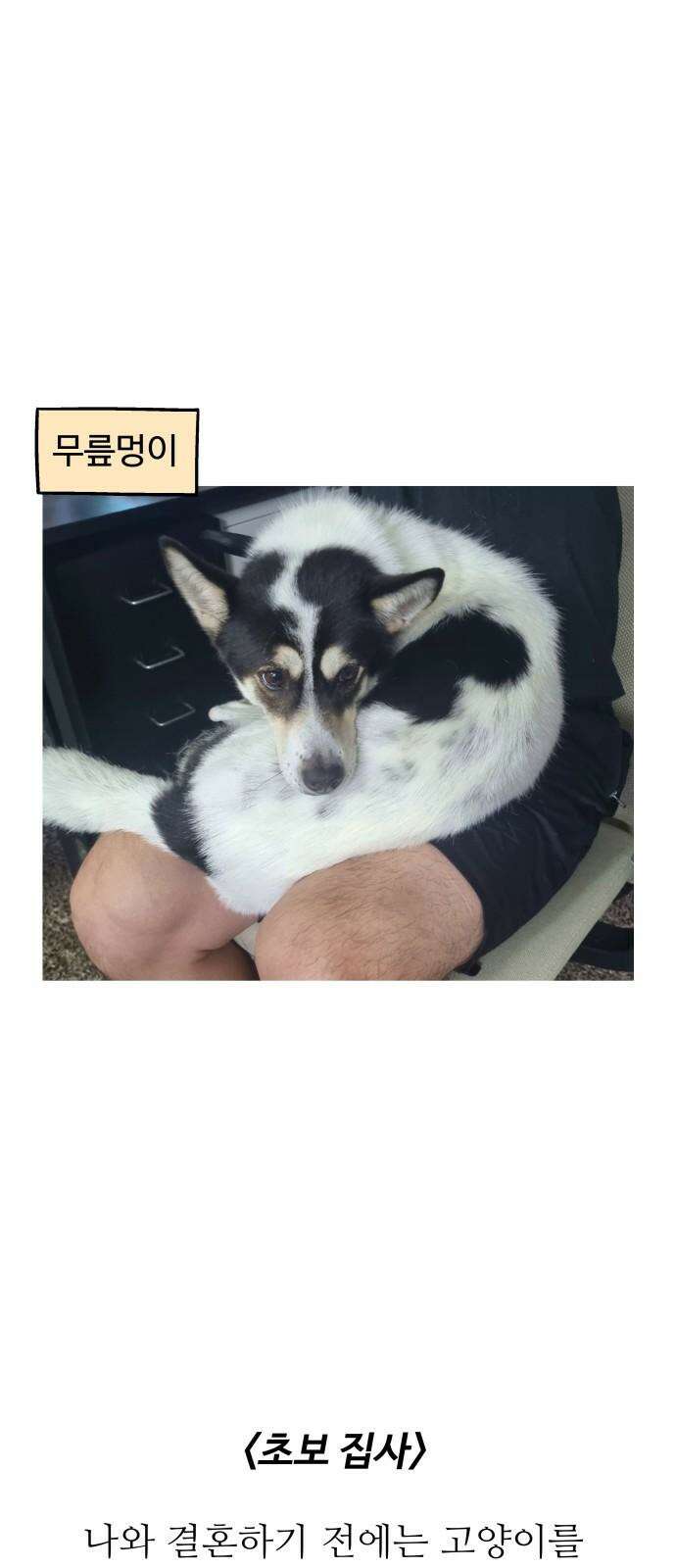 노곤하개 쇼츠 고양이가 되고 싶은 개 10