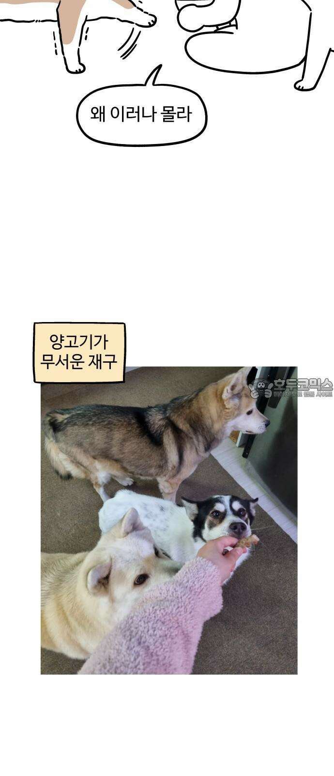 노곤하개 쇼츠 마법의 주문 12