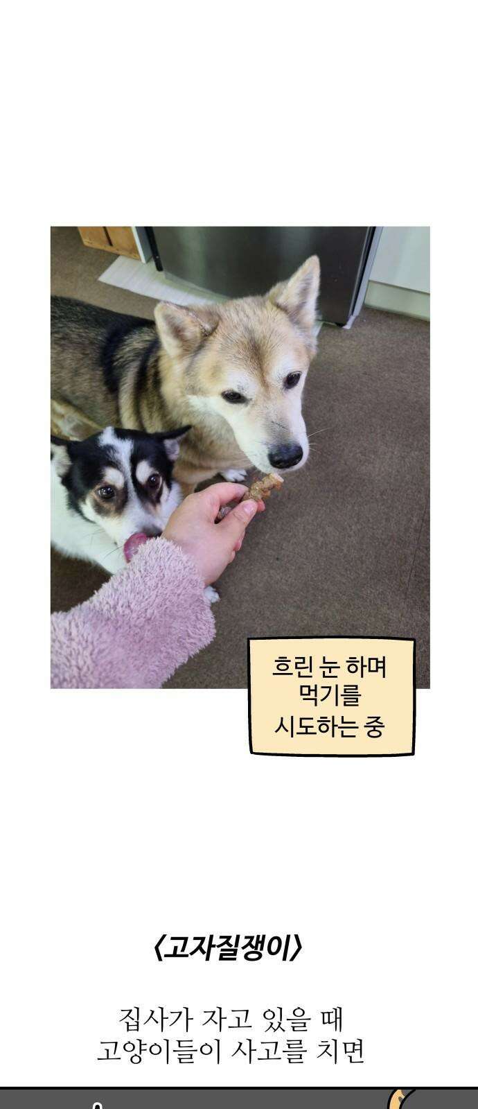 노곤하개 쇼츠 마법의 주문 13