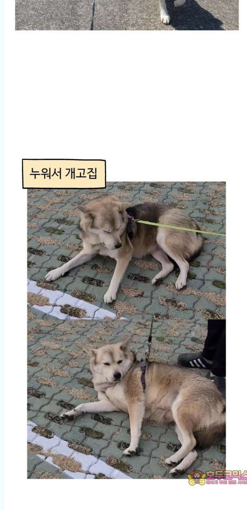 노곤하개 쇼츠 좋아하는 간식 찾기 12