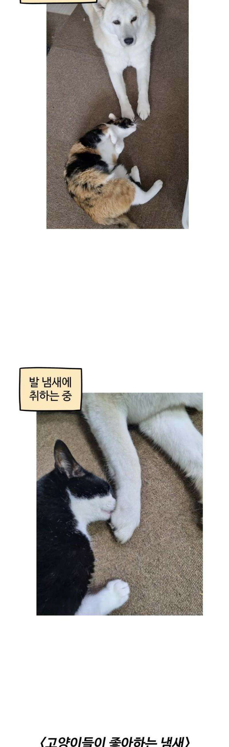 노곤하개 쇼츠 바깥 냄새 7