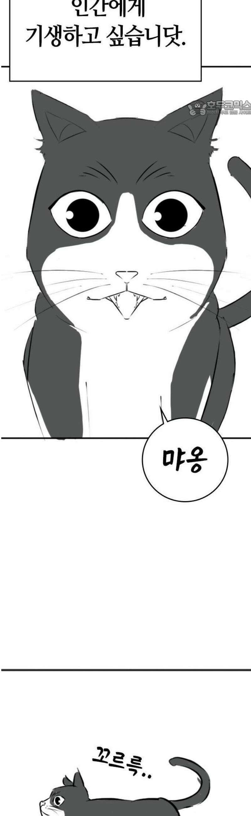 현실퀘스트 특별편 : 고양이의 언어 11