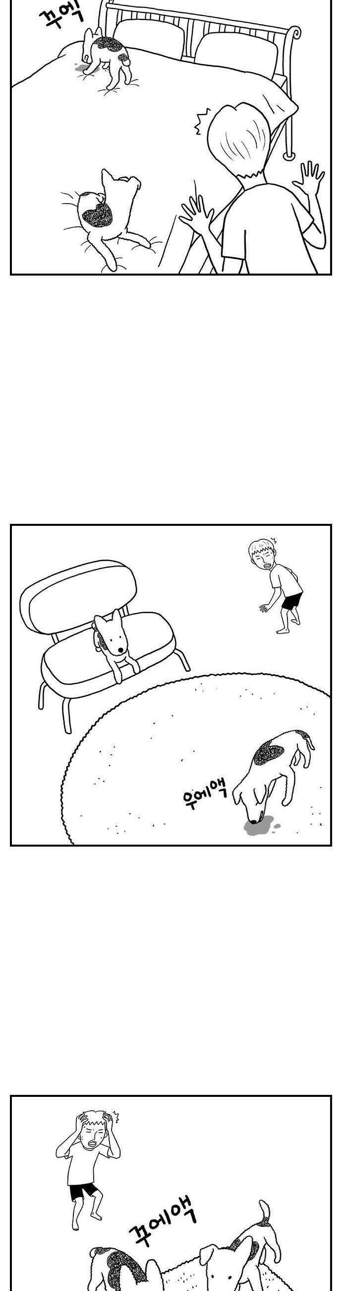 펫로스클럽 19 보목이 스타일 9