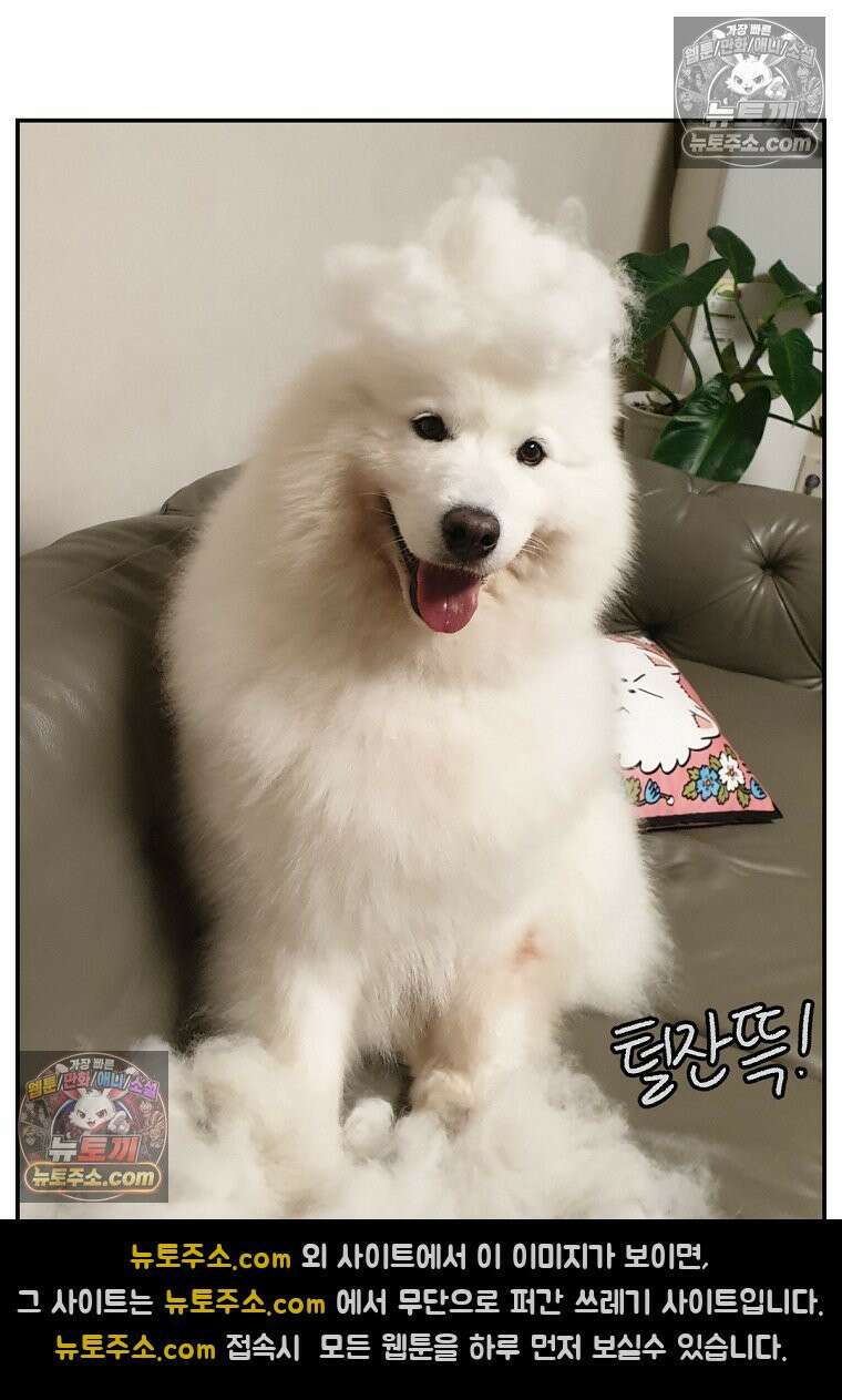 극한견주 시즌2 70화 빗질하기 27