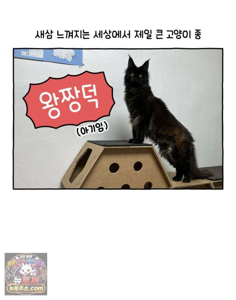 먼지 덩어리 짱덕 30． 짱덕 조각 모음 8